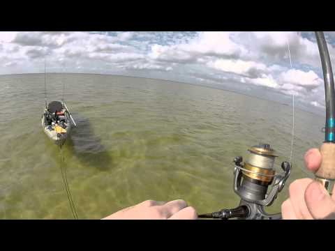 How to catch Tampa Bay Redfish during winter time low tides How to catch Tampa Bay Redfish during winter time low tides