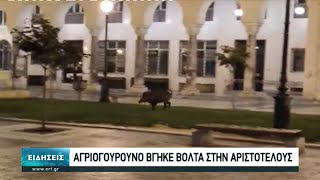 Αγριογούρουνα βολτάρουν ανενόχλητα στο κέντρο της Θεσσαλονίκης | 07/05/2021 | ΕΡΤ