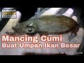 Mancing Cumi di Bagan Pertamina umpan Ampuh