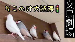 【爆笑】文鳥劇場　そこのけ大渋滞　#182