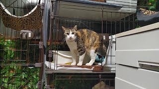 ✨猫の楽園✨ お仕事をしながらの74匹の世話　保護猫との生活日記！今日は4月6日のジャングルの間の社員達をお届けします