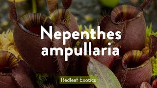 Nepenthes ampullaria