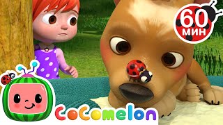 Где Пес?🐶 | Сборник 1 час | CoComelon на русском — Детские песенки