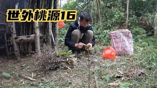 【世外桃源16】老房子渡假結束  收獲了不好貨  天氣降溫還是回新房子吧！#vlog#戶外#探險#野外求生#野外生存