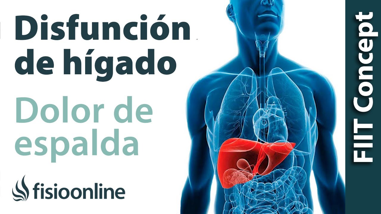 Hígado Y Dolor De Espalda Cervical Y Dorsal - ¿Cómo Se Relacionan ...