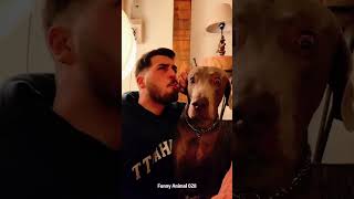 Dogs and owners #dog #funnyvideo #funnyanimal #viralvideo #foryou #shit #doglover #pets #funnypets