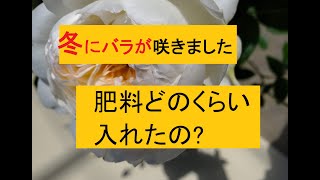 冬にバラが咲きました。肥料どのくらい入れたの??