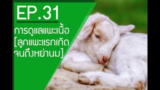 EP.31 การดูแลแพะเนื้อและสารเสริมที่แนะนำให้ใช้ [ลูกแพะแรกเกิด-หย่านม] #พรีมิกซ์ #แพะ