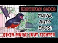 PANCINGAN MURAI BATU EFEKTIF NAIKKAN EMOSI DAN BIRAHI‼️SEKALI PUTAR MURAI BATU APAPUN LANGSUNG NYAUT