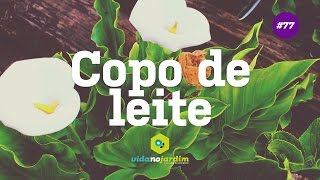 Copo de leite - Dicas de cultivo