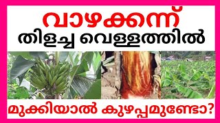 വാഴക്കന്ന് തിളച്ച വെള്ളത്തിൽ മുക്കിയാൽ കുഴപ്പമുണ്ടോ?