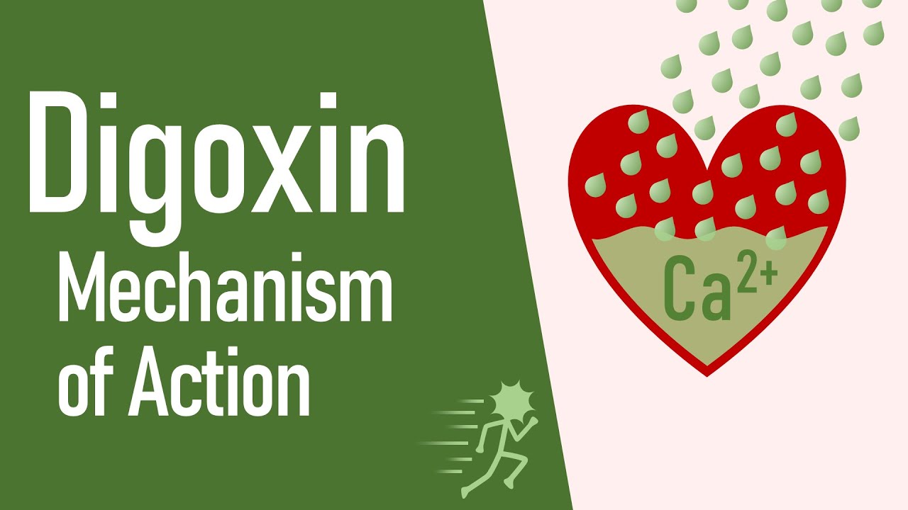 Digoxin: Mechanism Of Action