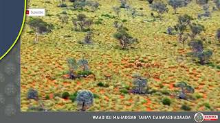 Geela Duurjoogga ah ee Australia | National Geographic Documentary Wax qabad