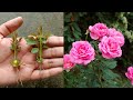 The method of growing red roses from buds the whole world does not know | How to grow rose plant