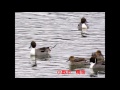 20170129白鳥：兵庫県加西市小野市の池にて