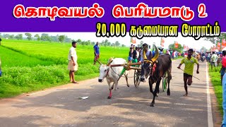 4புதுக்கோட்டை மாவட்டம் கொடிவயல் பெரியமாடு 02 --12.12.2023