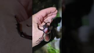 カブトムシが飛んできました⤴️～元気をもらったような...～【カブトムシ】Japanese rhinoceros beetle, horned beetle, 『rhinoceros beetle』