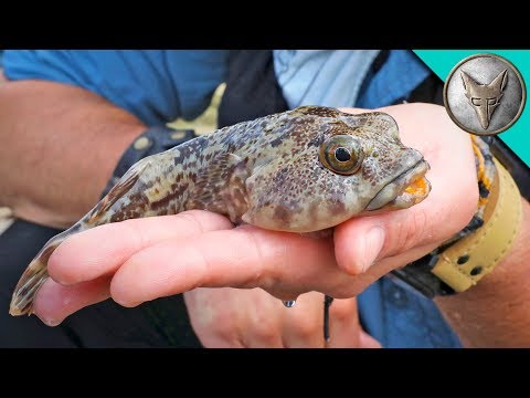 Bizarre TOADFISH! Bizarre TOADFISH!