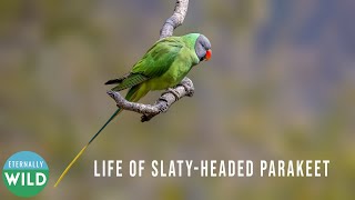 Life of Slaty headed Parakeet | Himachal Pradesh