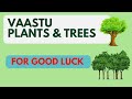 Vaastu Trees and Plants that can bring good luck