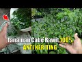 Cara Mengatasi DAUN CABE RAWIT KERITING Terbaru,, 100% Ampuh