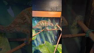 Veiled chameleon Rango on the move!  #veiledchameleon #reptiles #chameleon #nature #terrarium