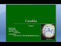 Microbiology 585 a Candida Candidiasis yeast like Fungus Vaginal Oral Thrush albicans