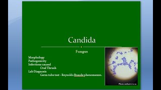 Microbiology 585 a Candida Candidiasis yeast like Fungus Vaginal Oral Thrush albicans