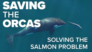 Saving the Orcas: Solving the Salmon Problem