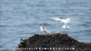 コアジサシの恋：小鯵刺：Sterna albifrons－甲子園浜－2015 05 08