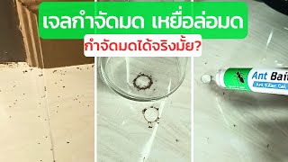 เจลกำจัดมด Ant bait | วิธีกำจัดมดแบบนี้ได้ผลจริงมั้ย?