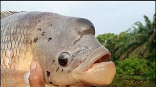 Paser mania || ikan gurame yang berukuran besar berhasil di naikkan