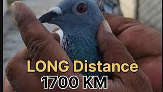 Long Distance 1700Km// Raichur racing peigon