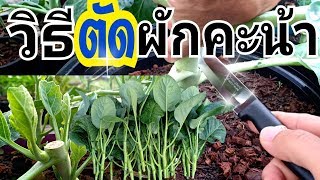 วิธีตัดผักคะน้า แบบได้ผลผลิตสุดคุ้ม  |How to cut kale