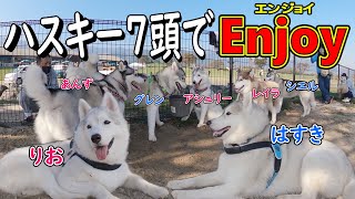 ハスキー7頭でEnjoy（エンジョイ）しました！