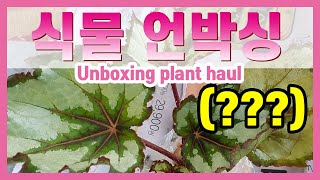 또 샀어?식물택배가 와서 식물언박싱 해봤어요🌿unboxing plant haul