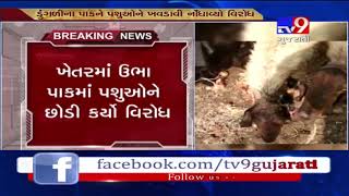 Junagadh : Furious over continuously crashing prices farmers feed onions to cattle- Tv9