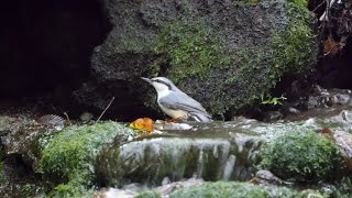 山中湖 大洞の泉のゴジュウカラの水浴び　その９（4K動画）