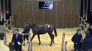 Top Price N°1 - 110.000E - N (GREY QUEEN 2024) - Vente Arqana Mixte de Février 2025