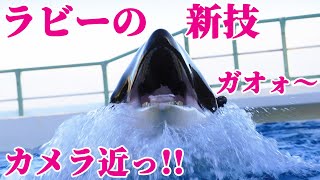 鴨川シーワールドのシャチ「ラビー」の新技「ガオォ～」  Kamogawa Sea World Orca