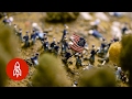 Civil War Tails: 5,000 Mini Cats Recreate American History