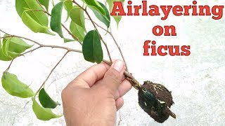 Airlayering on ficus plant  with update || Airlayering on ficus Benjamina .