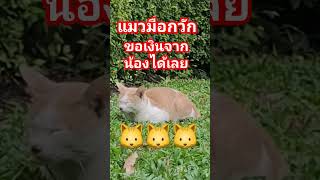 #แมวมือกวัก #cat  #cake #sh #food #comedy #shortvideo