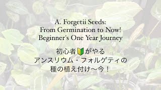 続編！初心者がやるアンスリウム フォルゲティの種の植付〜今！A. Forgetii Seeds: From Germination to Now! Beginner's 1 Year Journey