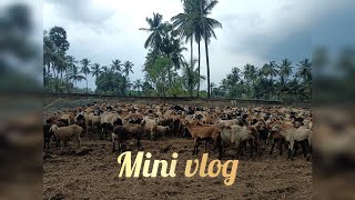 கிராமப்புற வாழ்க்கை#goatmilk #villagelifestyle#youtubeshorts #aadu#aadujeevitham#viral#treadingvideo