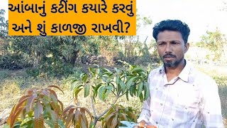 આંબાનું કટીંગ કયારે કરવું?અને શું કાળજી રાખવી? how to mango pruning tree #viralvideo🌴 #trendingvideo