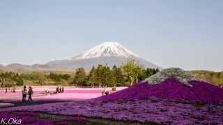 【2Kタイムラプス】　富士芝桜まつり　- [2K Timelapse] Fuji Ground Pink Festival