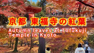 【京都の紅葉】③ 東福寺に行ってみた 続編あります 概要欄参照