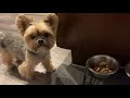 realistic dog morning routine walk u0026 food etc