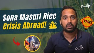 Discover the Truth Behind the Sona Masuri Rice Export Ban